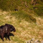 carneddau ponies