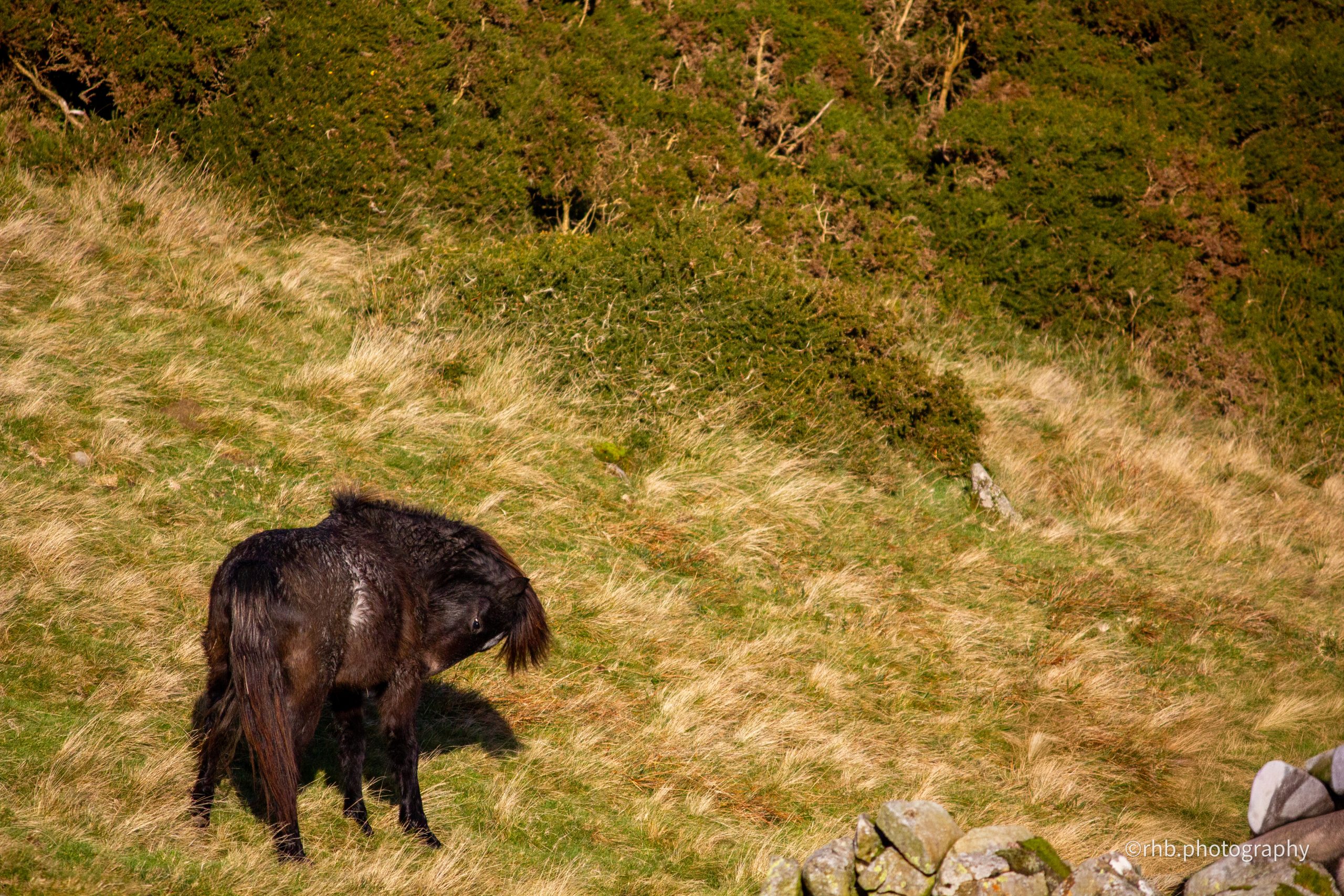 The Carneddau: A Journey into the Wild Heart of the Welsh Wilderness